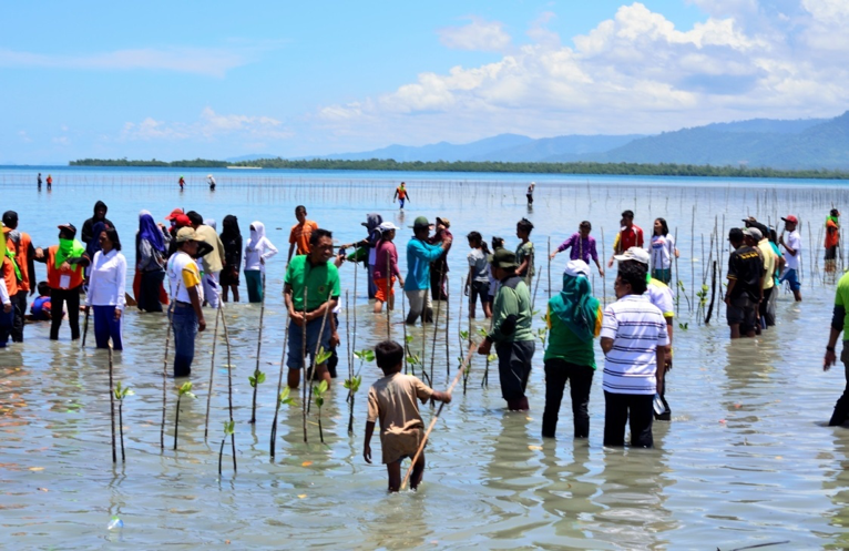 Mangrove 4